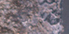 Lizard