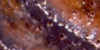 Puff Crust Rock