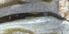 Stretchy Rock