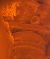 Image 17